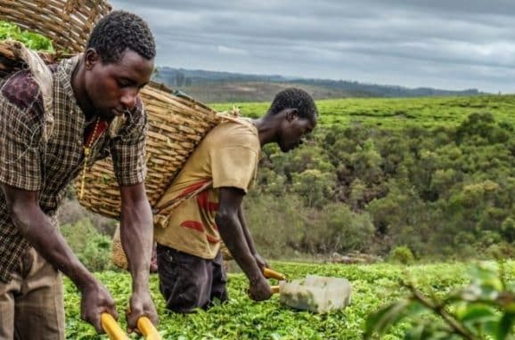 ICL’s Mission: Tanzania