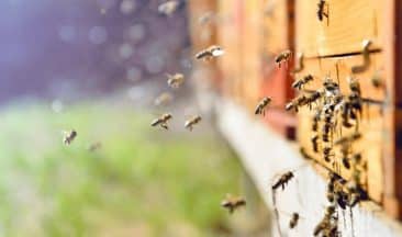 Sustainable Beesiness – ICL’s Model for a World on the Back of a Bee