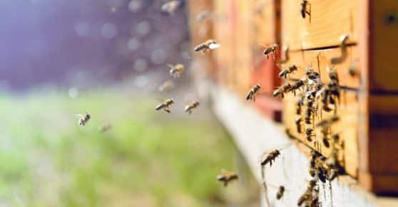 Sustainable Beesiness – ICL’s Model for a World on the Back of a Bee