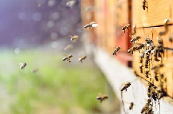 Sustainable Beesiness – ICL’s Model for a World on the Back of a Bee