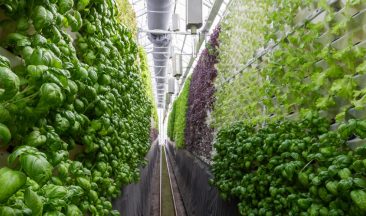 What Is Vertical Farming?