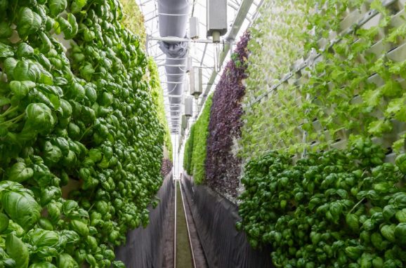 What Is Vertical Farming?