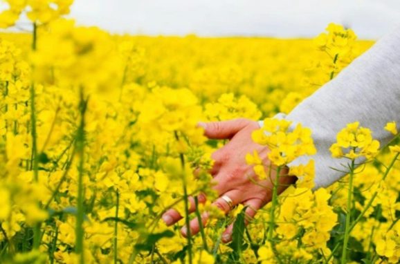 ICL’s TSP and SSP Phosphate Fertilizers and their Contribution to Farming