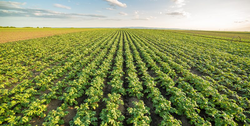 What are Controlled Release Fertilizers?