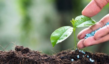 Fertilizers: The Basics