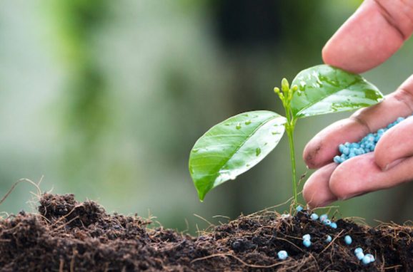 Fertilizers: The Basics