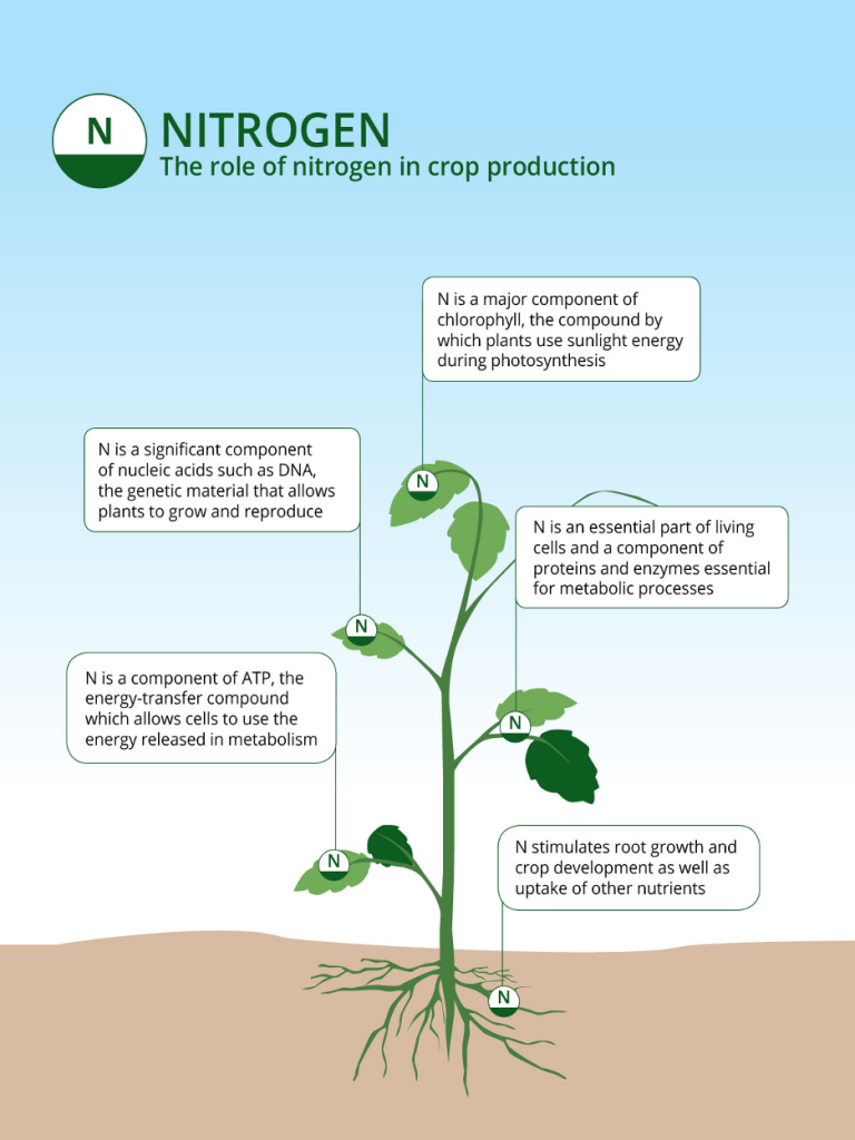 nitrogen flow in crops
