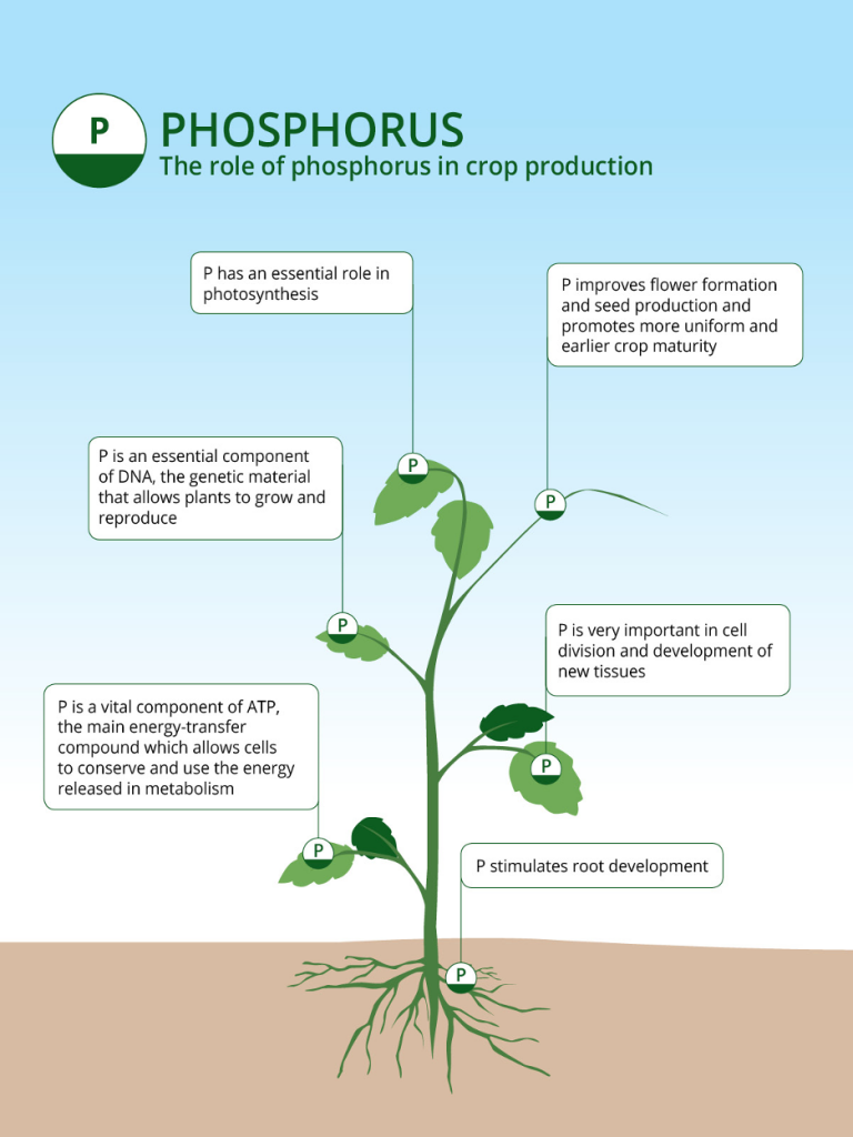 phosphorus flow in crops