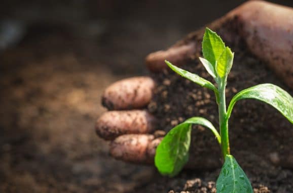 The Importance of Soil Health