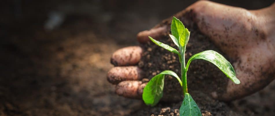 The Importance of Soil Health