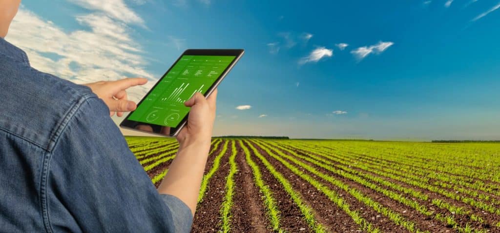 Man surveys crop field with tablet in hand