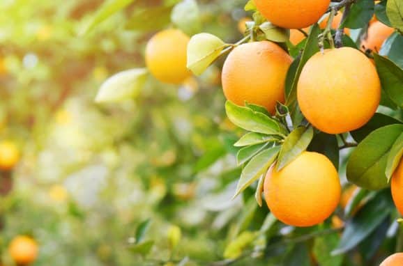 eqo.x: ICL’s Latest Sustainable Innovation for Controlled Release Fertilizers