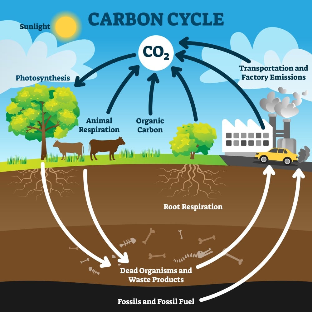 carbon-cycle-vector-illustration