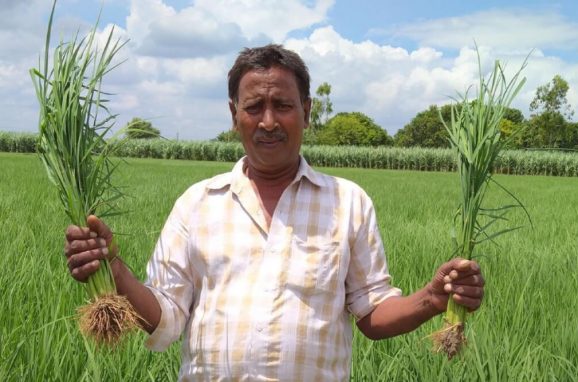 ICL’s Partnership with Potash for Life Program: The Benefits of Balanced Fertilization.