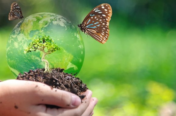 The Importance of Biodiversity to Sustainability and the Future of Agriculture