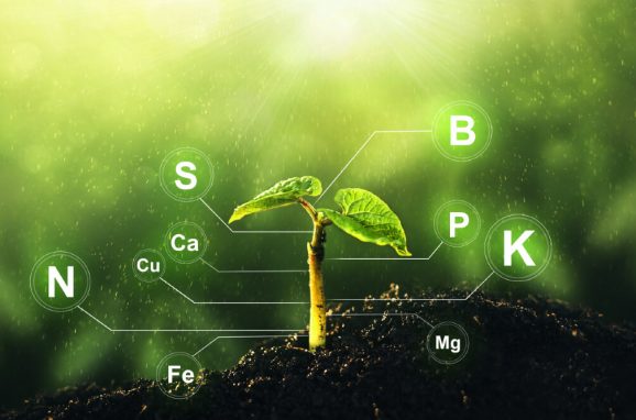 What is Nutrient Use Efficiency(NUE)?