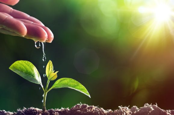 The Essence of Biostimulants: A New Frontier in Agriculture