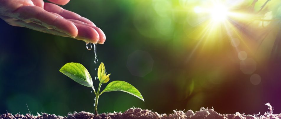 The Essence of Biostimulants: A New Frontier in Agriculture