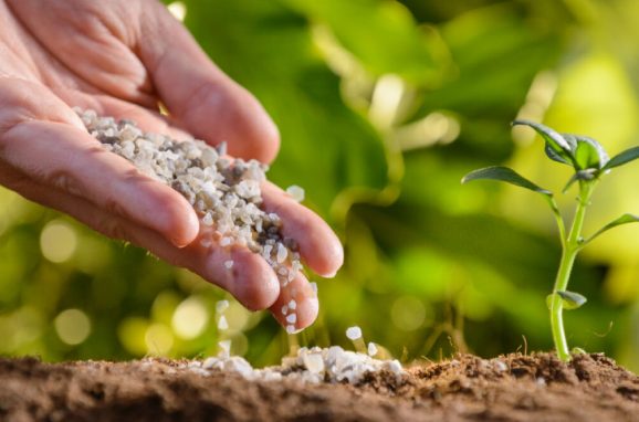Feeding the Planet: Celebrating Global Fertilizer Day!