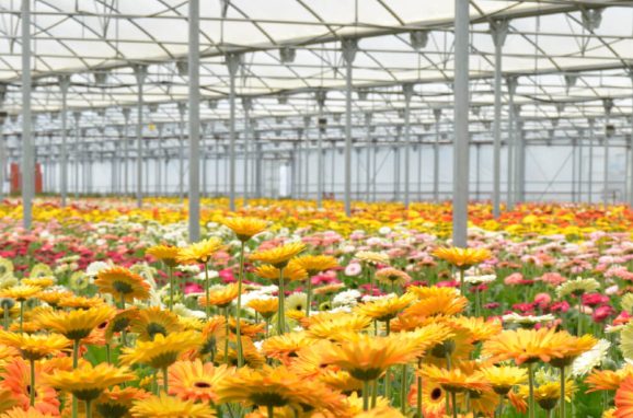 Growing Media in Horticulture