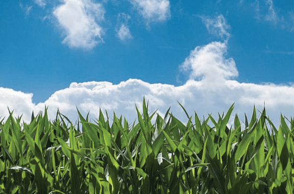Israel’s Pioneering Advances in CropNutrition and Agricultural Innovation