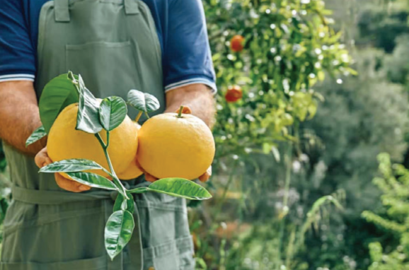Revolutionizing Citrus Preservation:Towards a Healthier, Greener Future