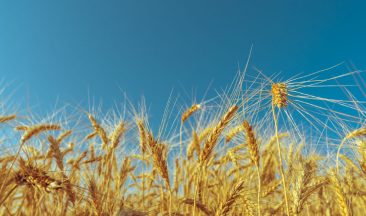 ICL’s Role in Advancing Sustainable Agriculture and Helping Solve World Hunger