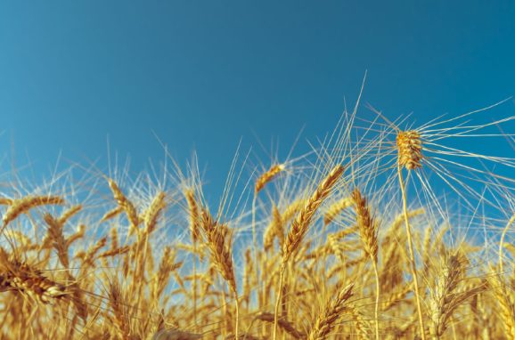 ICL’s Role in Advancing Sustainable Agriculture and Helping Solve World Hunger