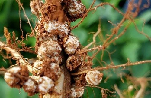 ICL launches Bioz Tônus, a new generation of nutrition to maximize nitrogen in crops