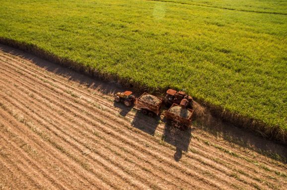 ICL bets on plant physiology to boost crops in the countryside of São Paulo